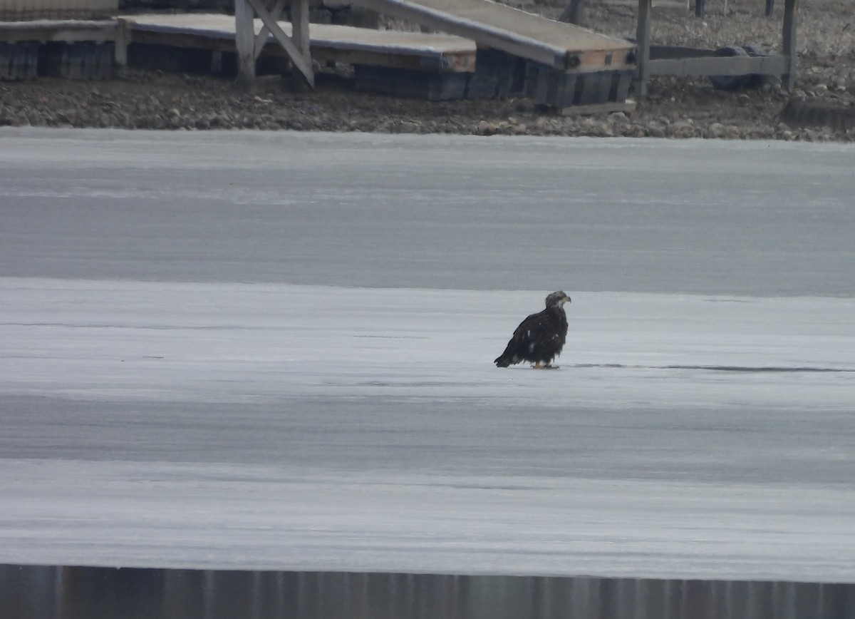 ハクトウワシ - ML652171408