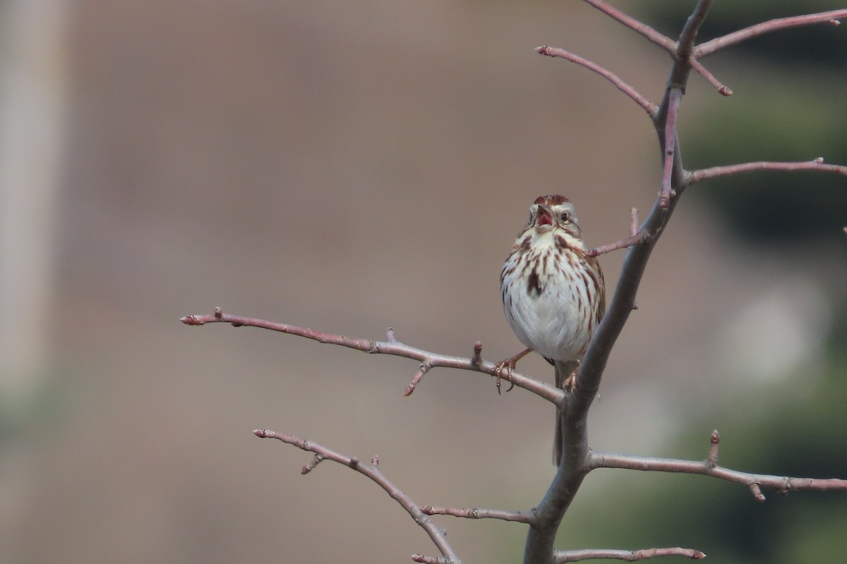 Bruant chanteur - ML652171416