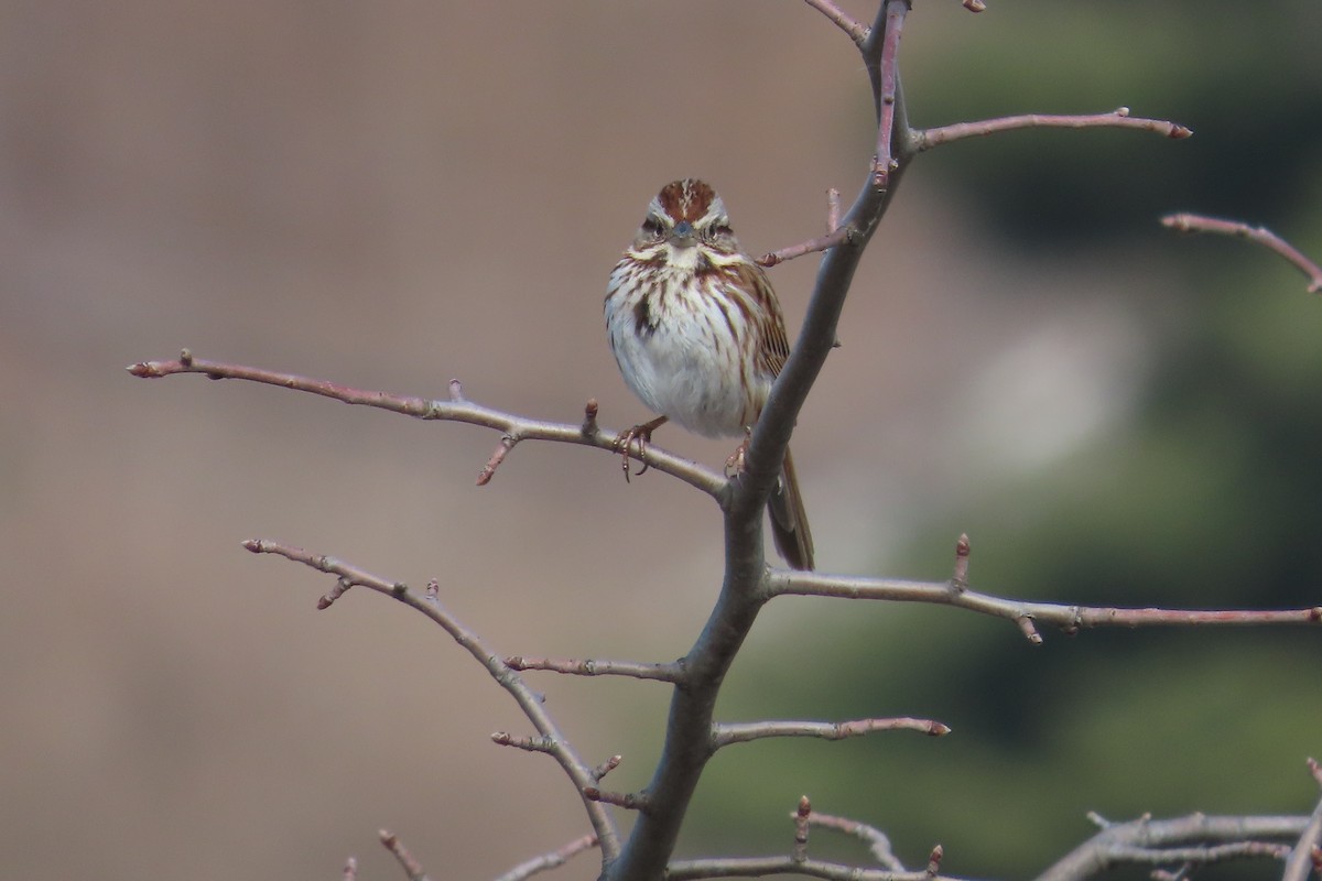 Bruant chanteur - ML652171428