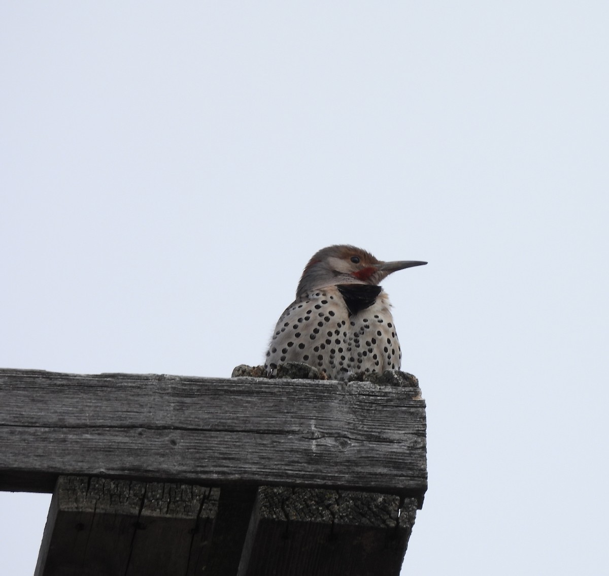 ハシボソキツツキ - ML652171435