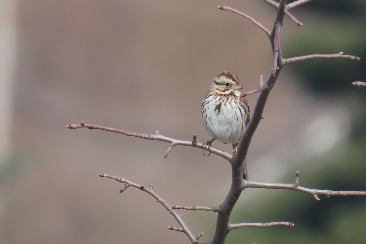 Bruant chanteur - ML652171438
