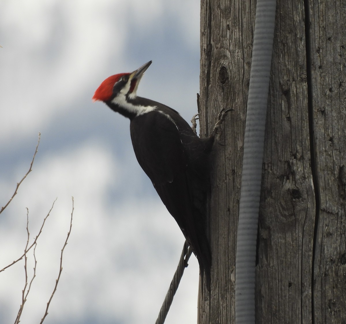 エボシクマゲラ - ML652171447