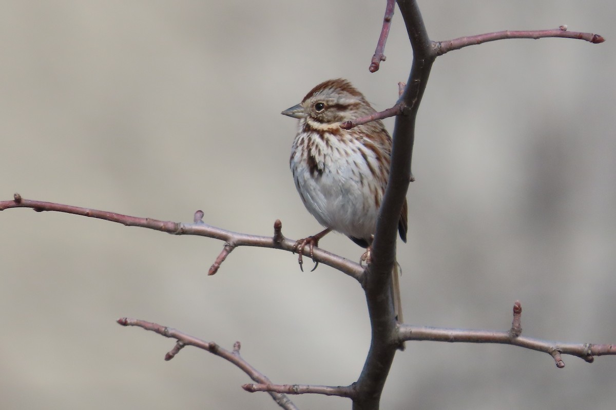 Bruant chanteur - ML652171462