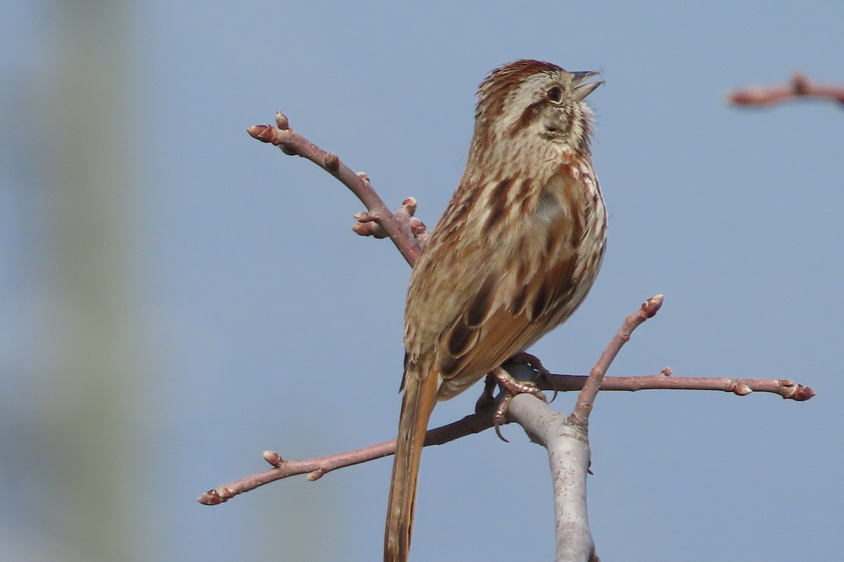 Bruant chanteur - ML652171471