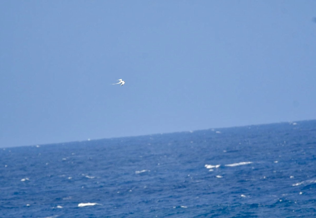 White-tailed Tropicbird - ML652171478