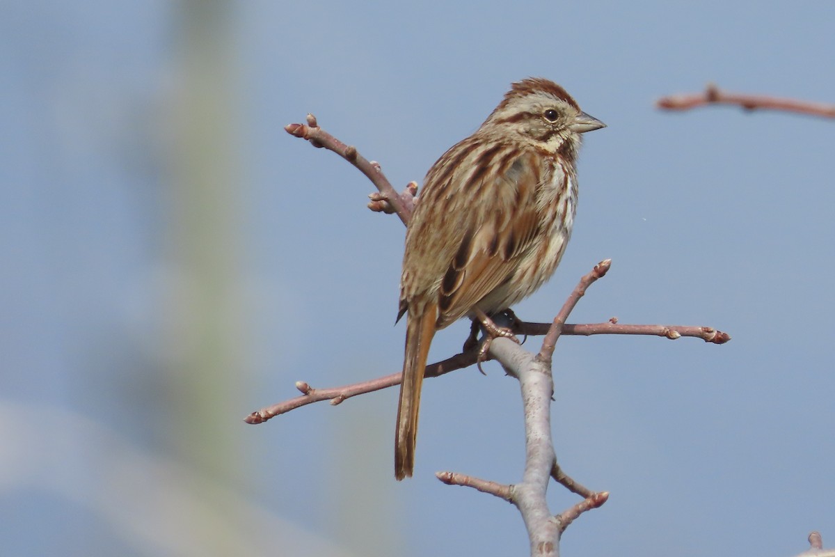 Bruant chanteur - ML652171484