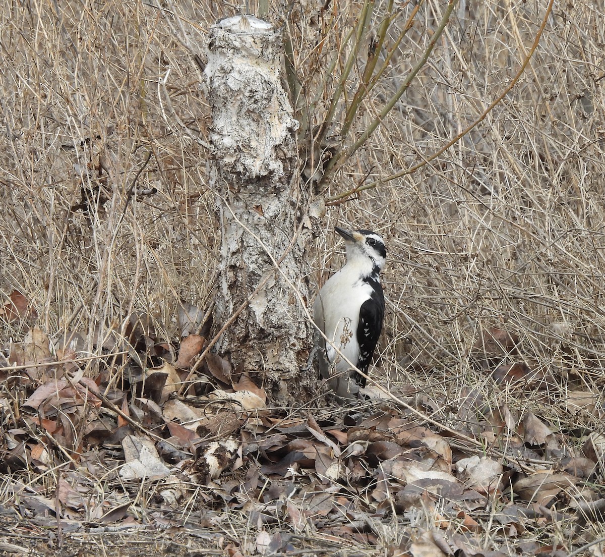 セジロアカゲラ - ML652171485