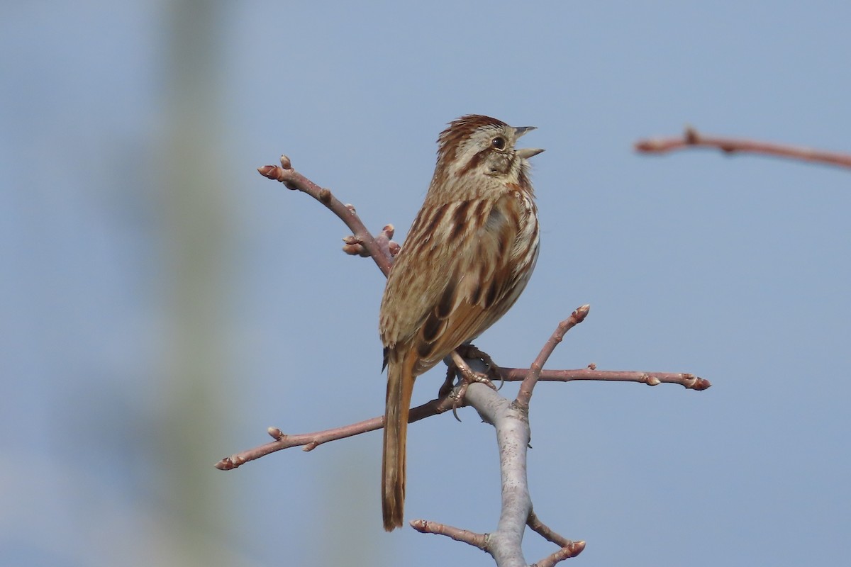 Bruant chanteur - ML652171495