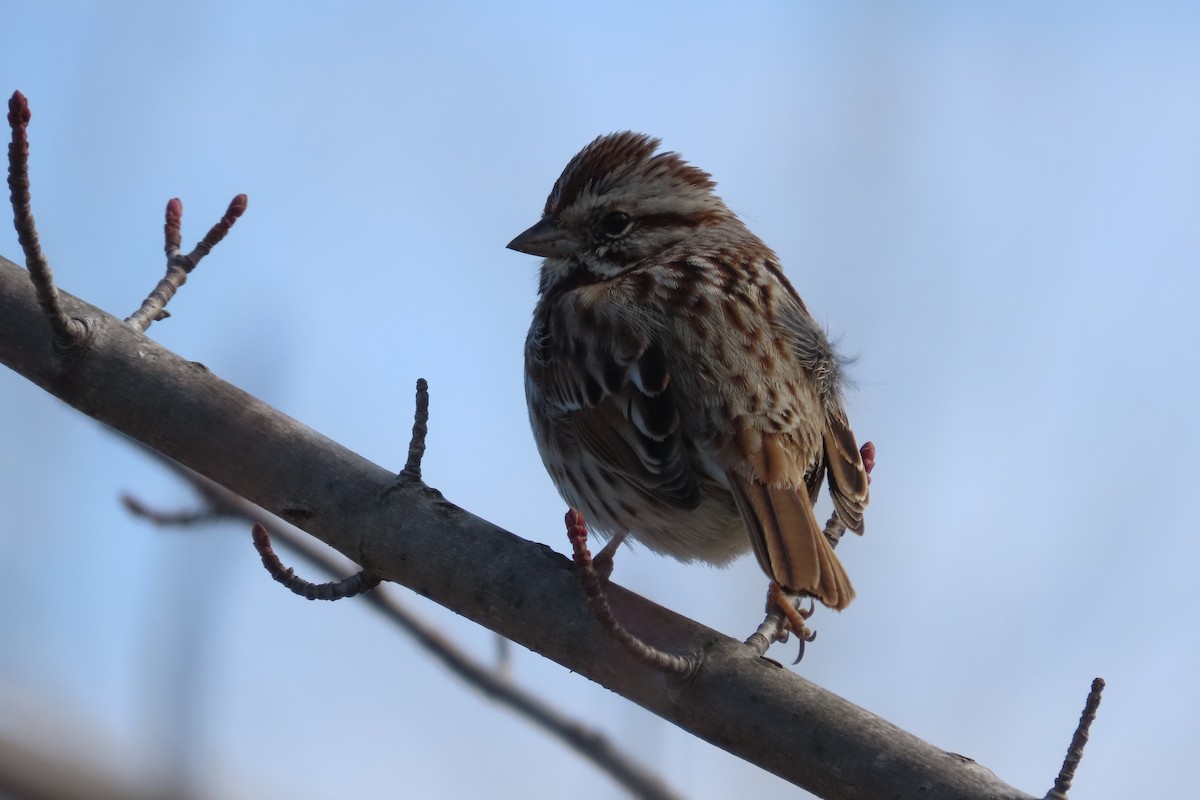 Bruant chanteur - ML652171506