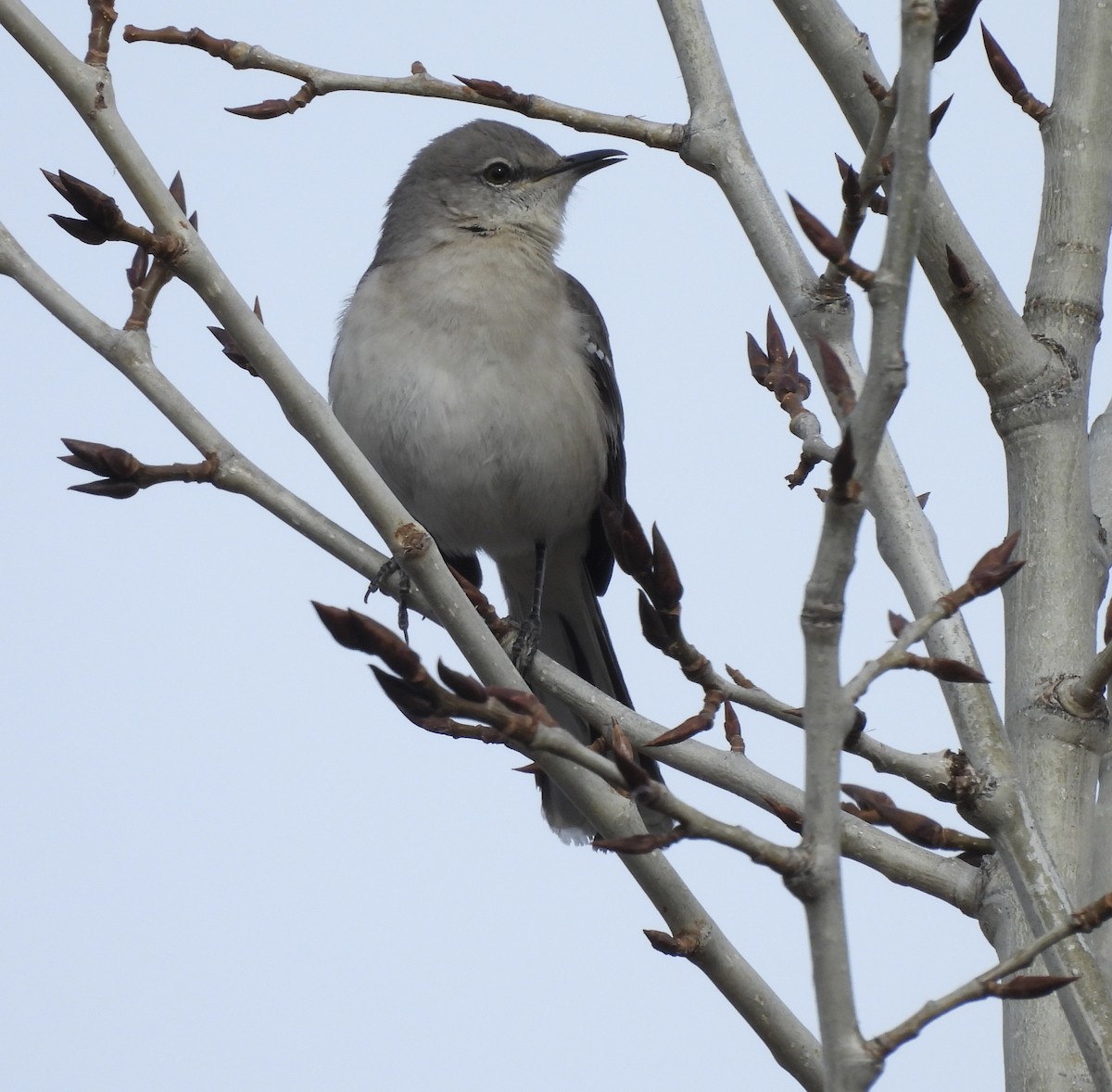 マネシツグミ - ML652171507