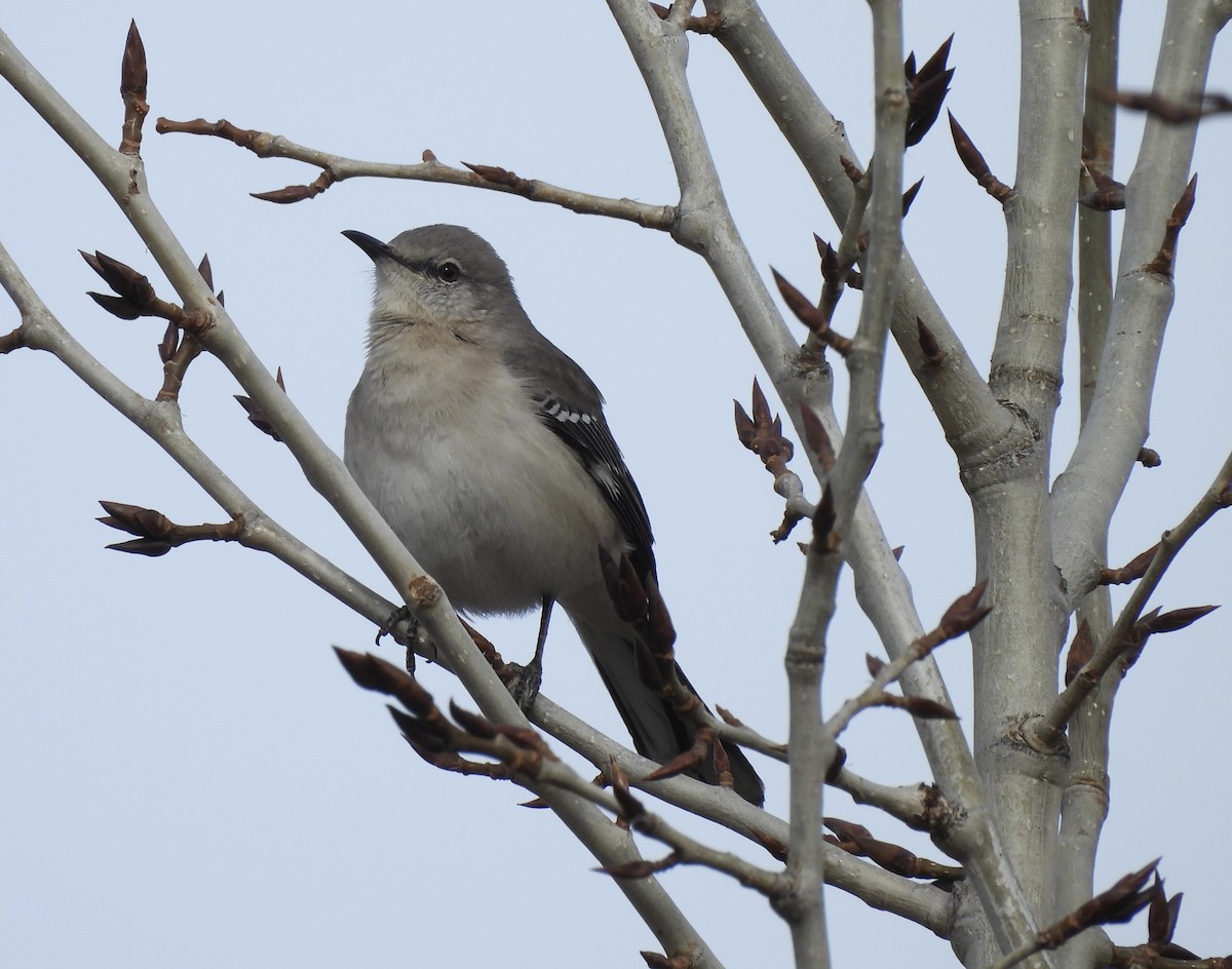 マネシツグミ - ML652171508