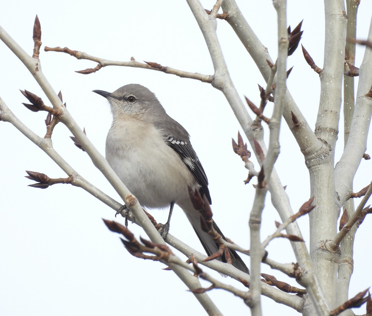 マネシツグミ - ML652171509