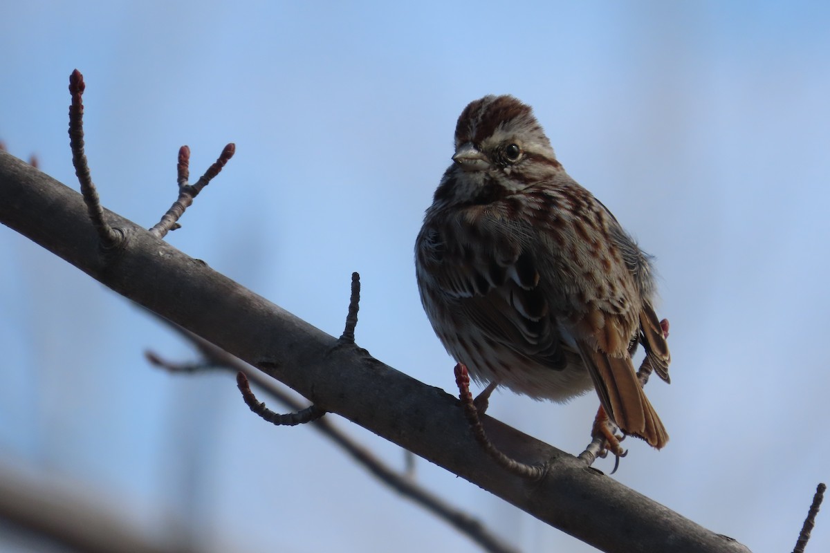 Bruant chanteur - ML652171515