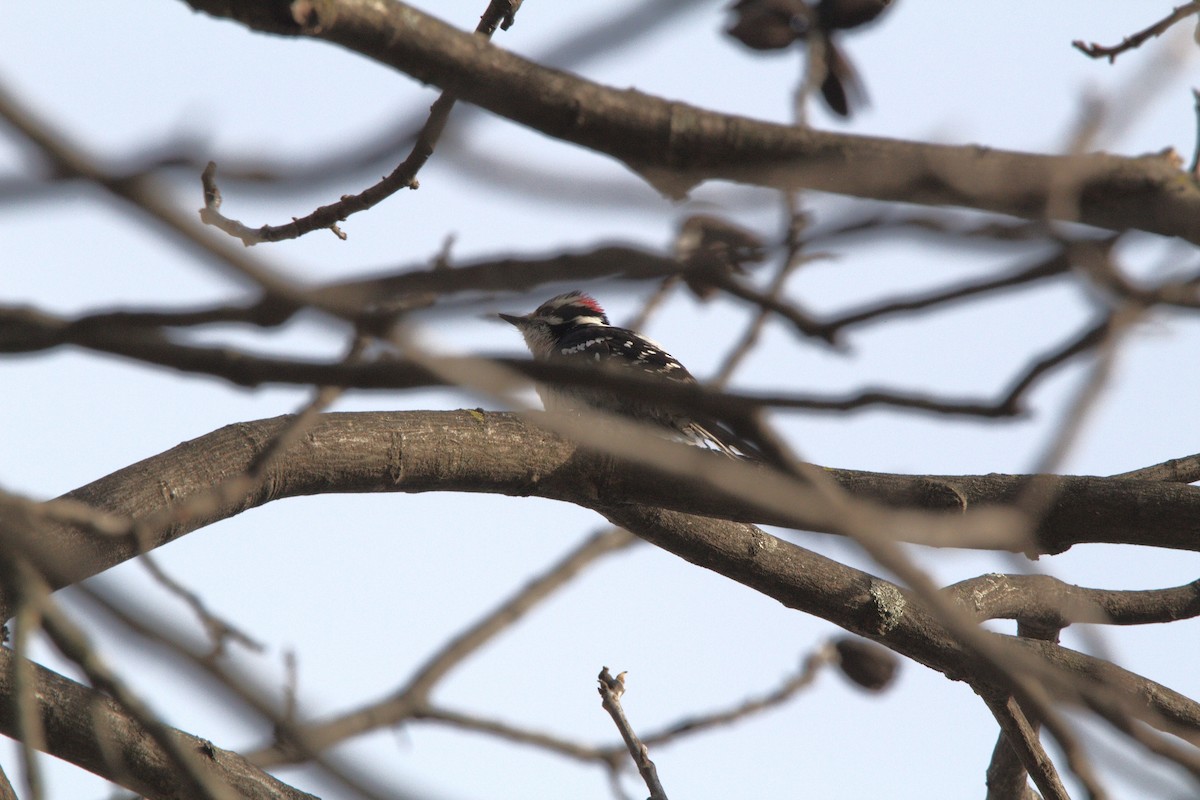 Downy Woodpecker - ML652171526