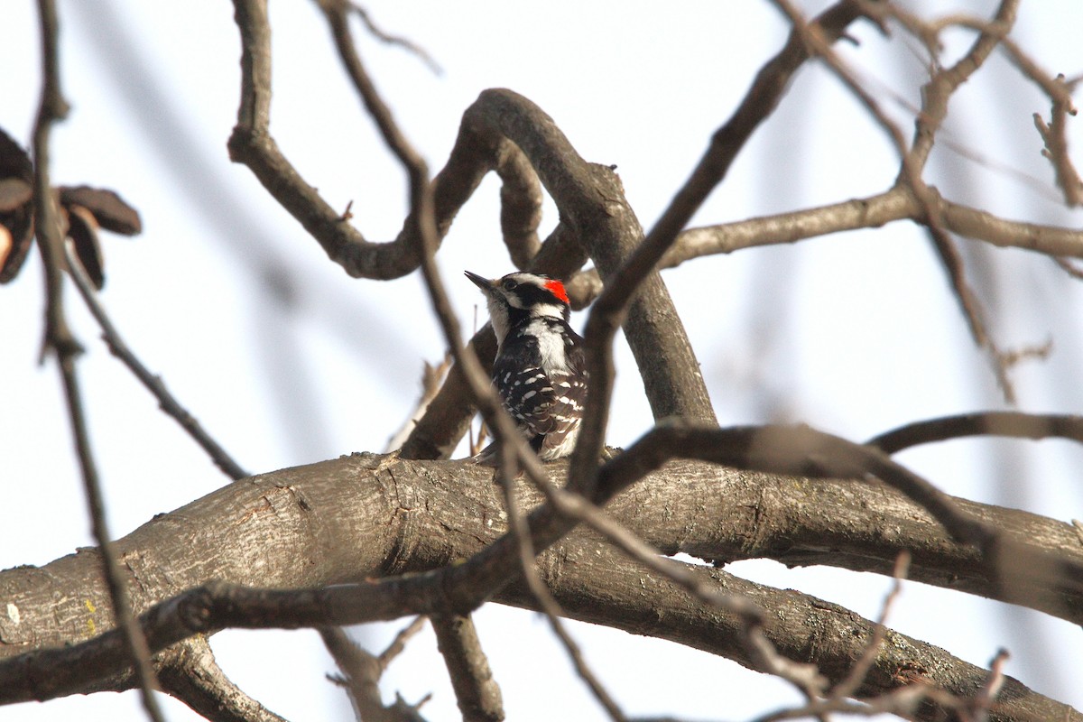Downy Woodpecker - ML652171532