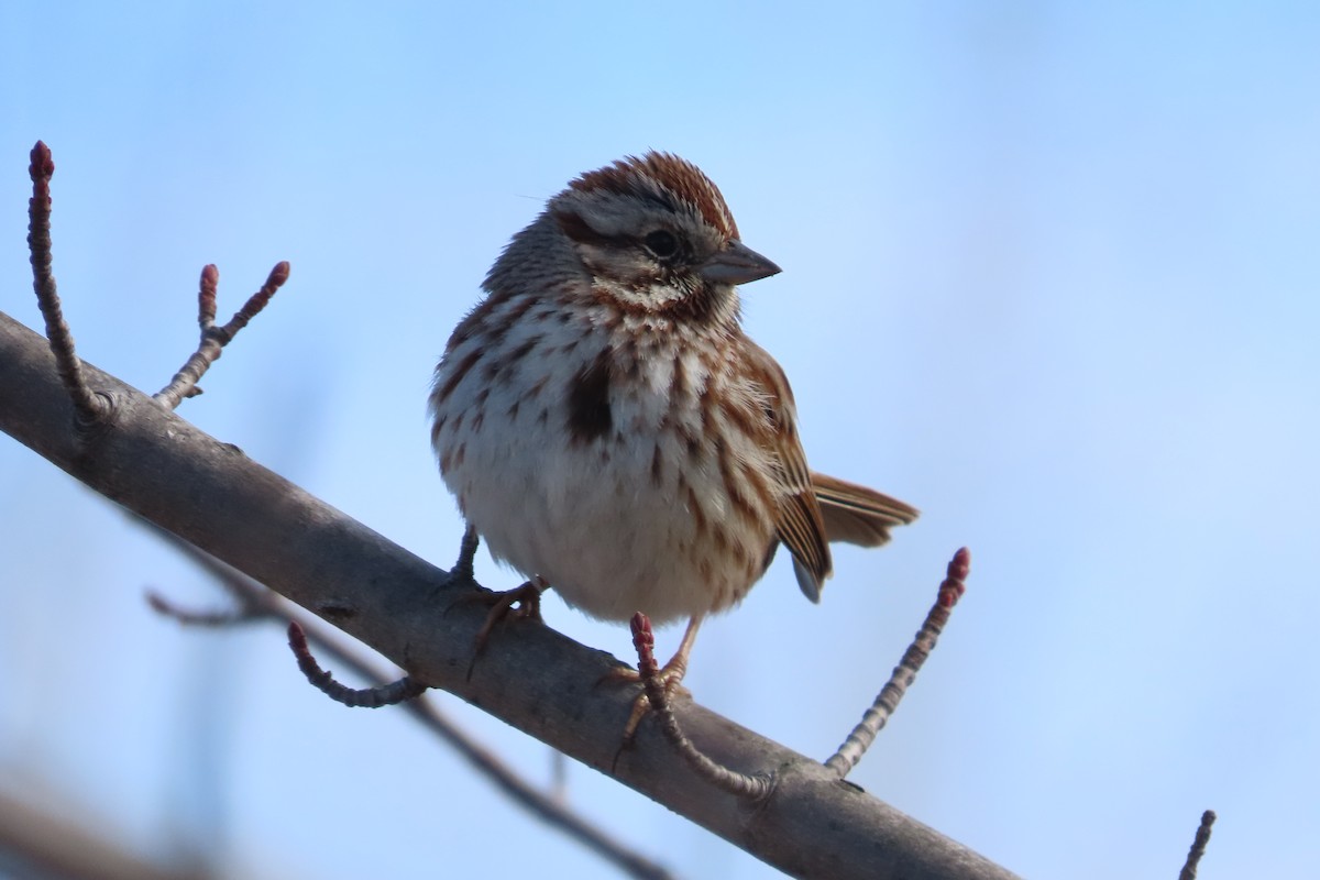 Bruant chanteur - ML652171535