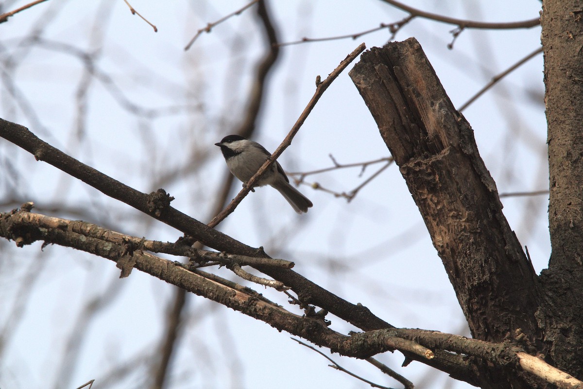 Carolina Chickadee - ML652171544