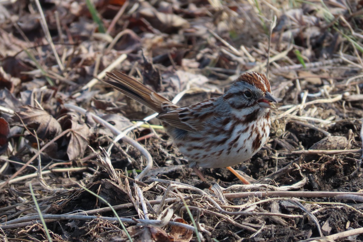 Bruant chanteur - ML652171555