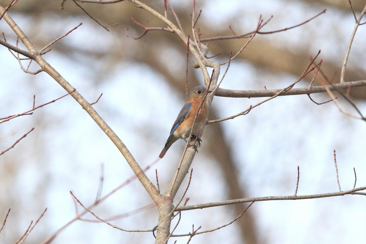 Eastern Bluebird - ML652171557