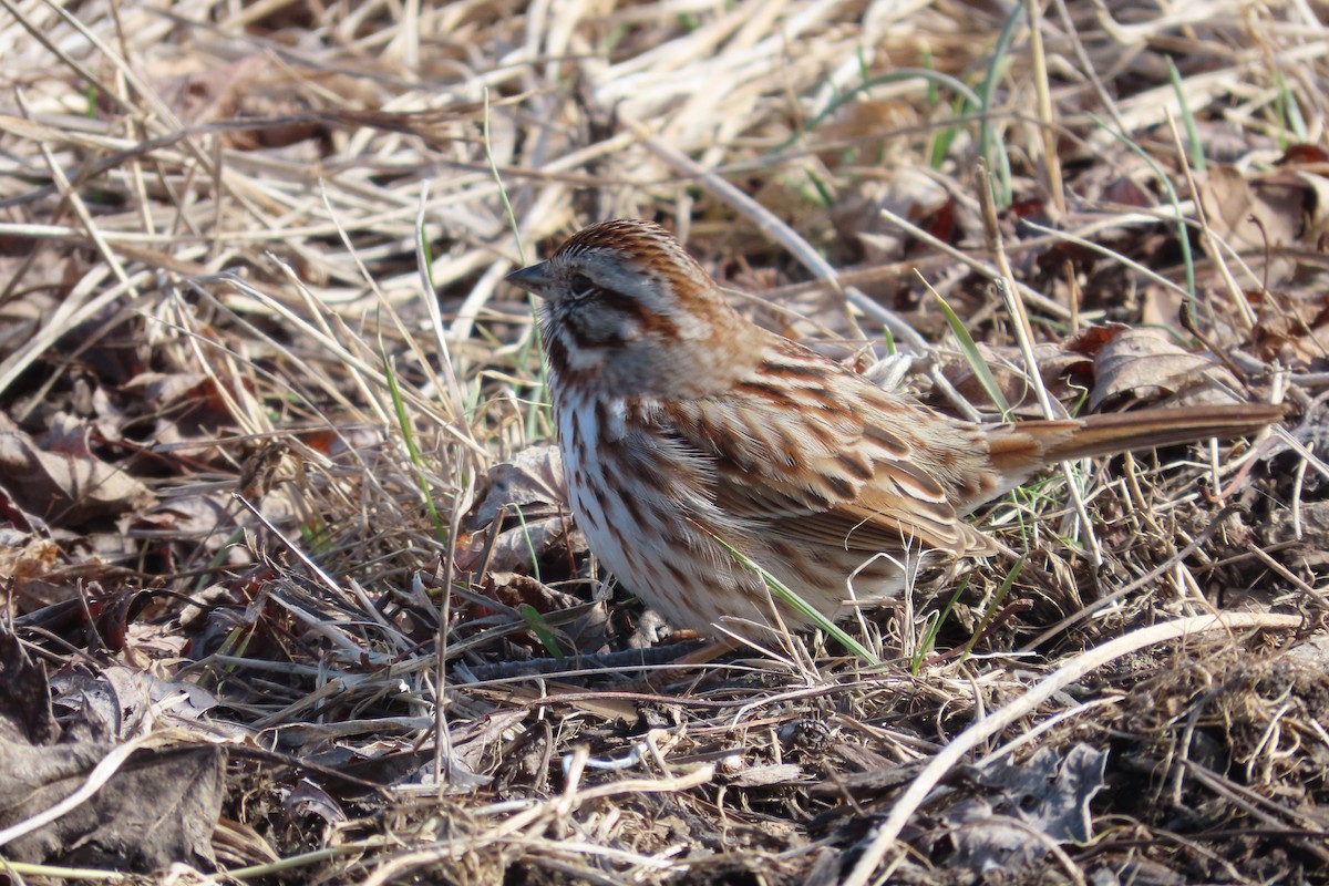 Bruant chanteur - ML652171576