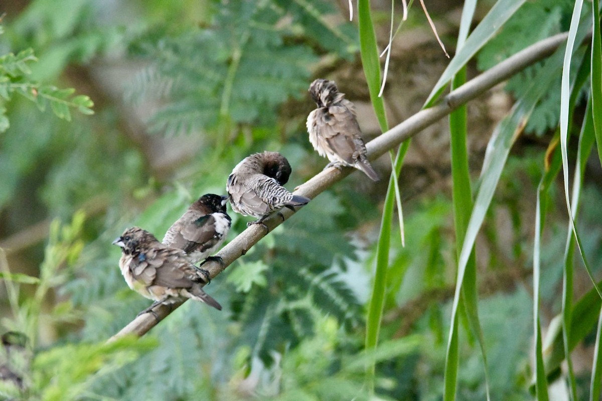 Bronze Mannikin - ML652171577