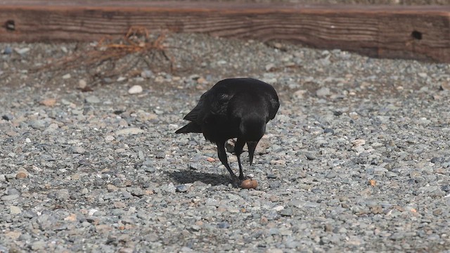 amerikakråke - ML652171578