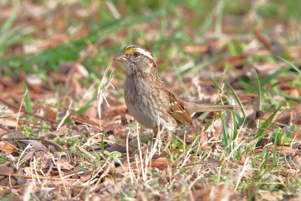 White-throated Sparrow - ML652171582