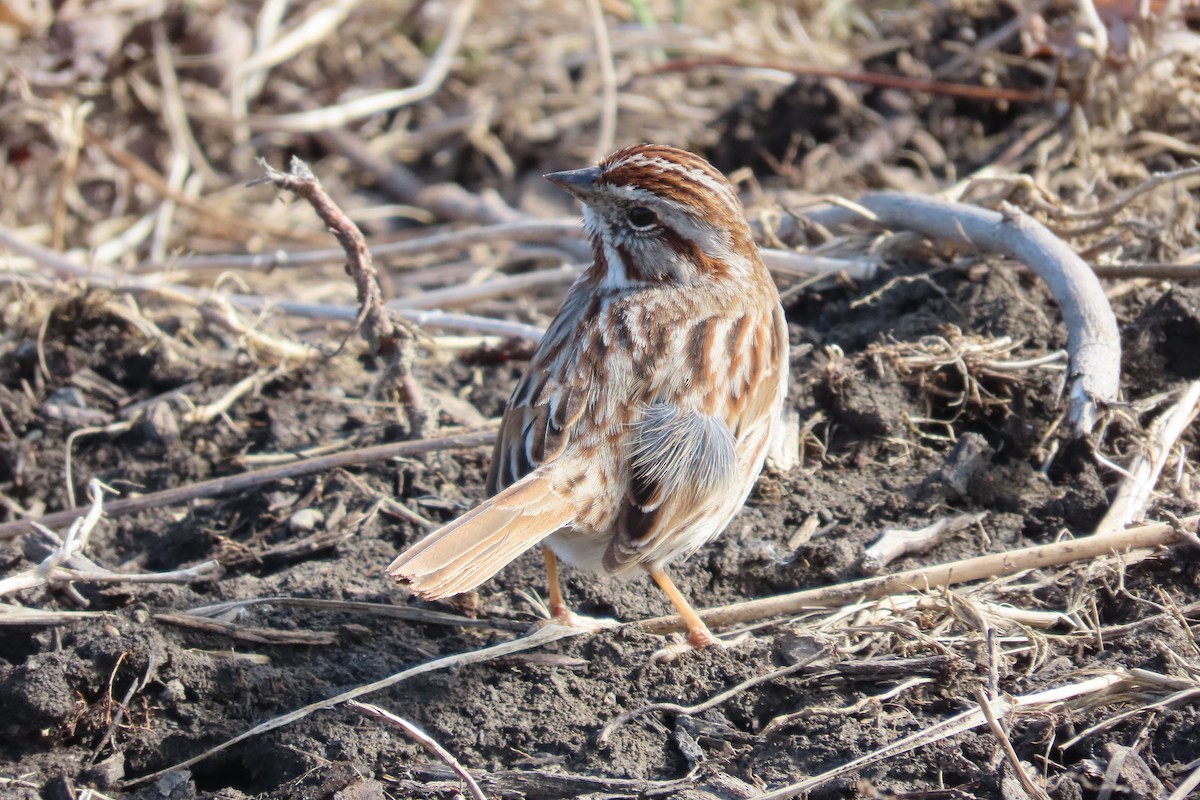 Bruant chanteur - ML652171594