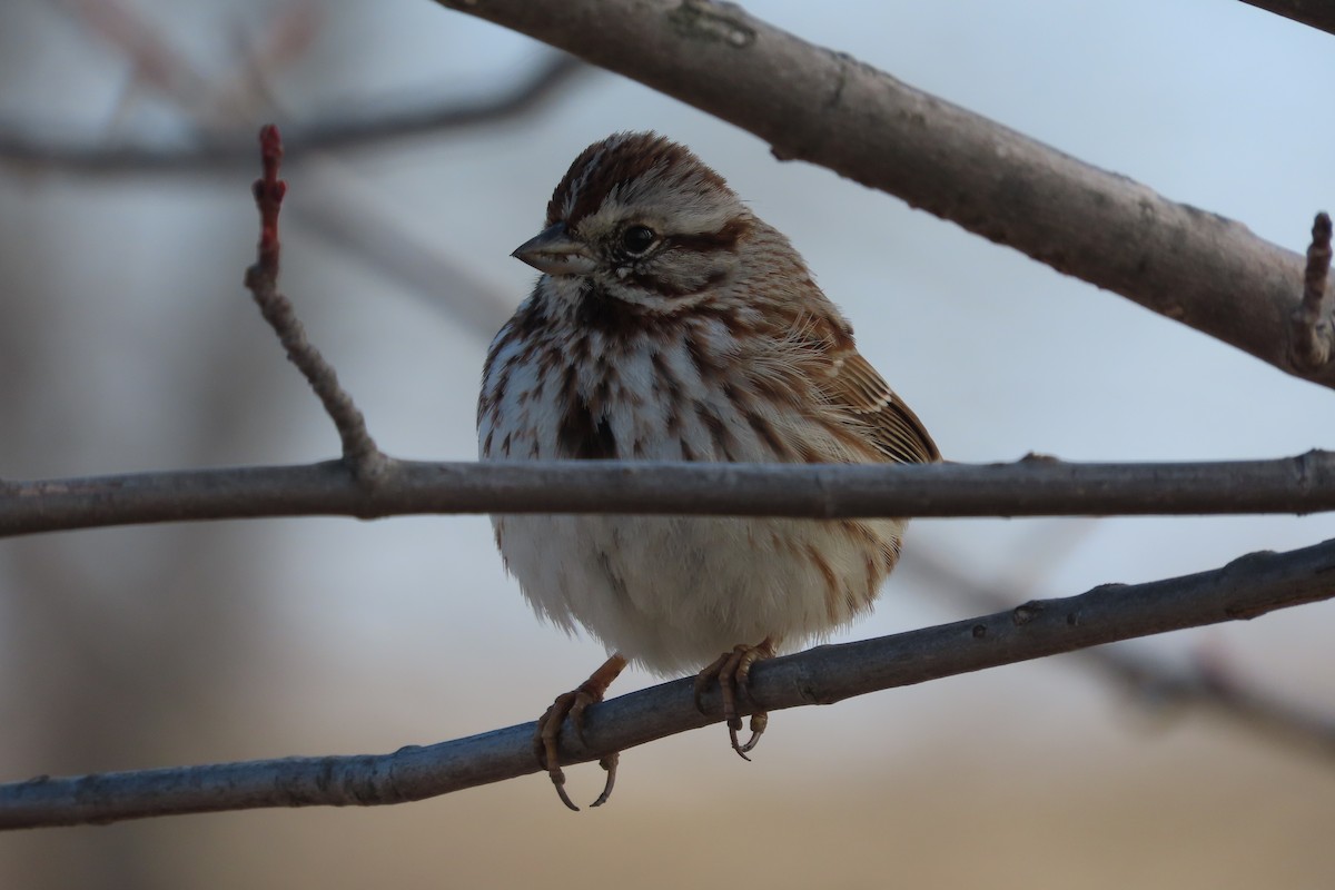 Bruant chanteur - ML652171612