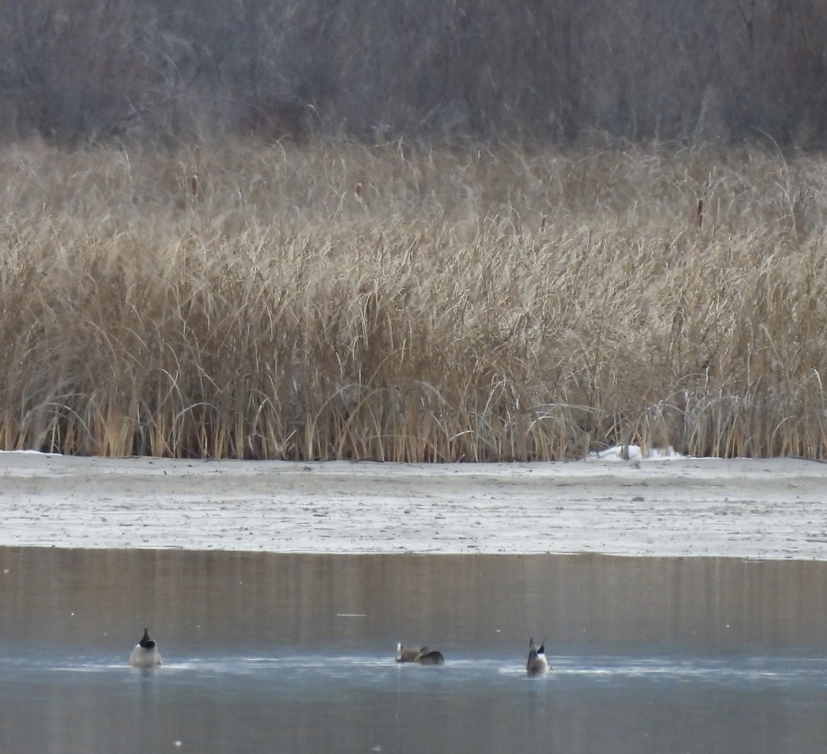 アメリカヒドリ - ML652171657