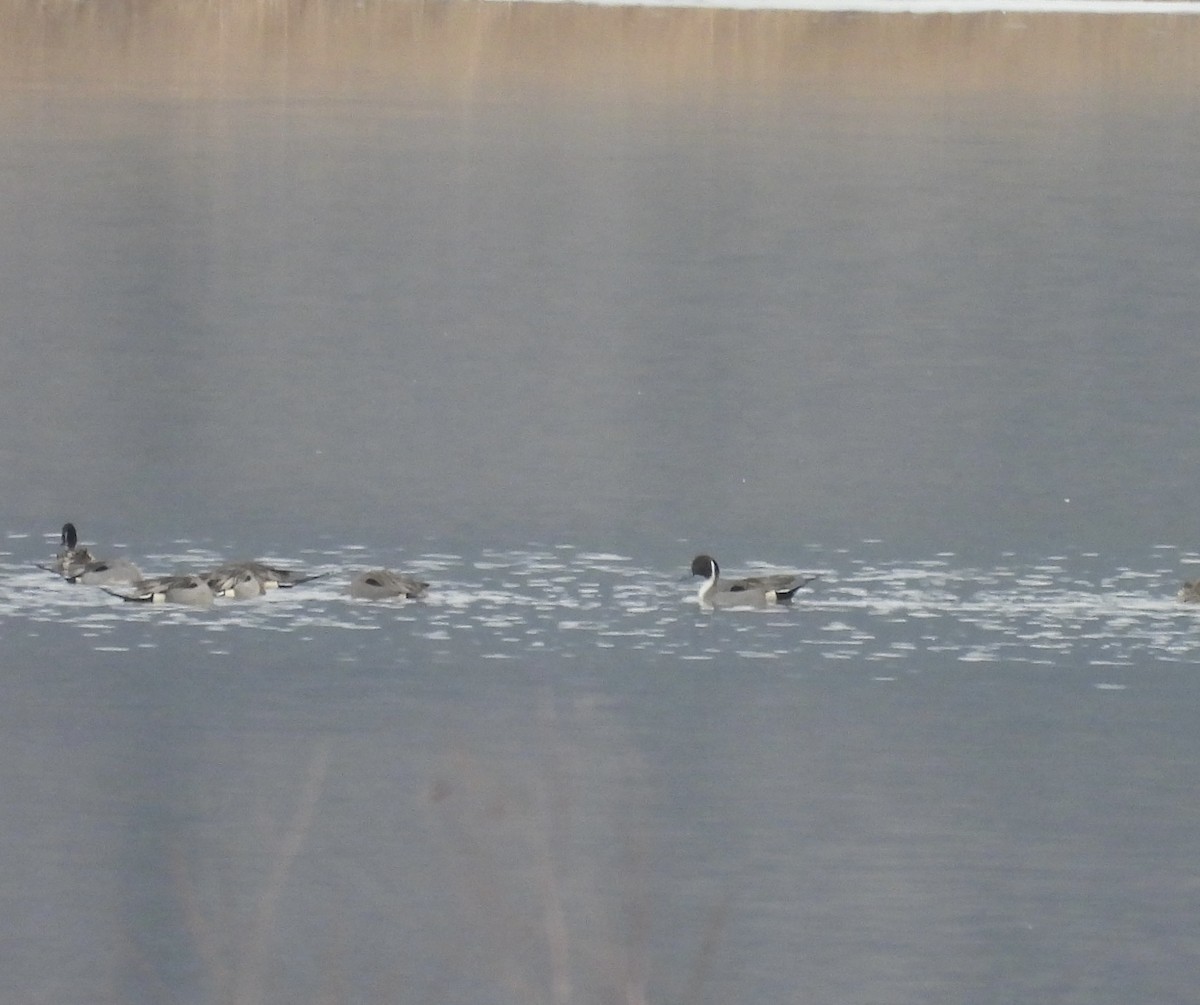 オナガガモ - ML652171674