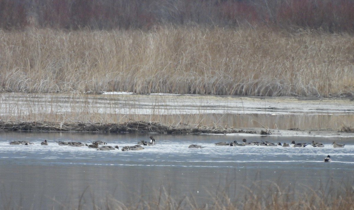 オナガガモ - ML652171675