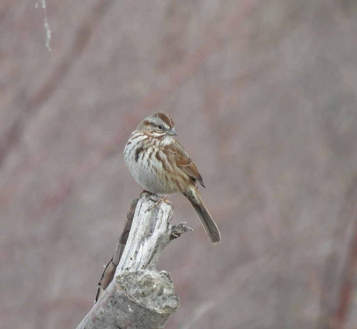 Ötücü Serçe - ML652171685