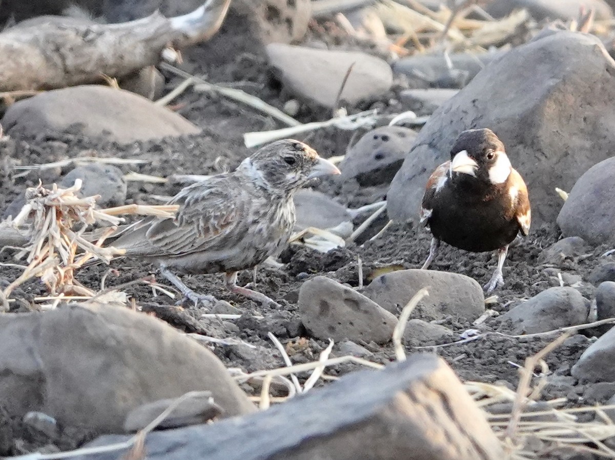 skřivan bělouchý - ML652171927