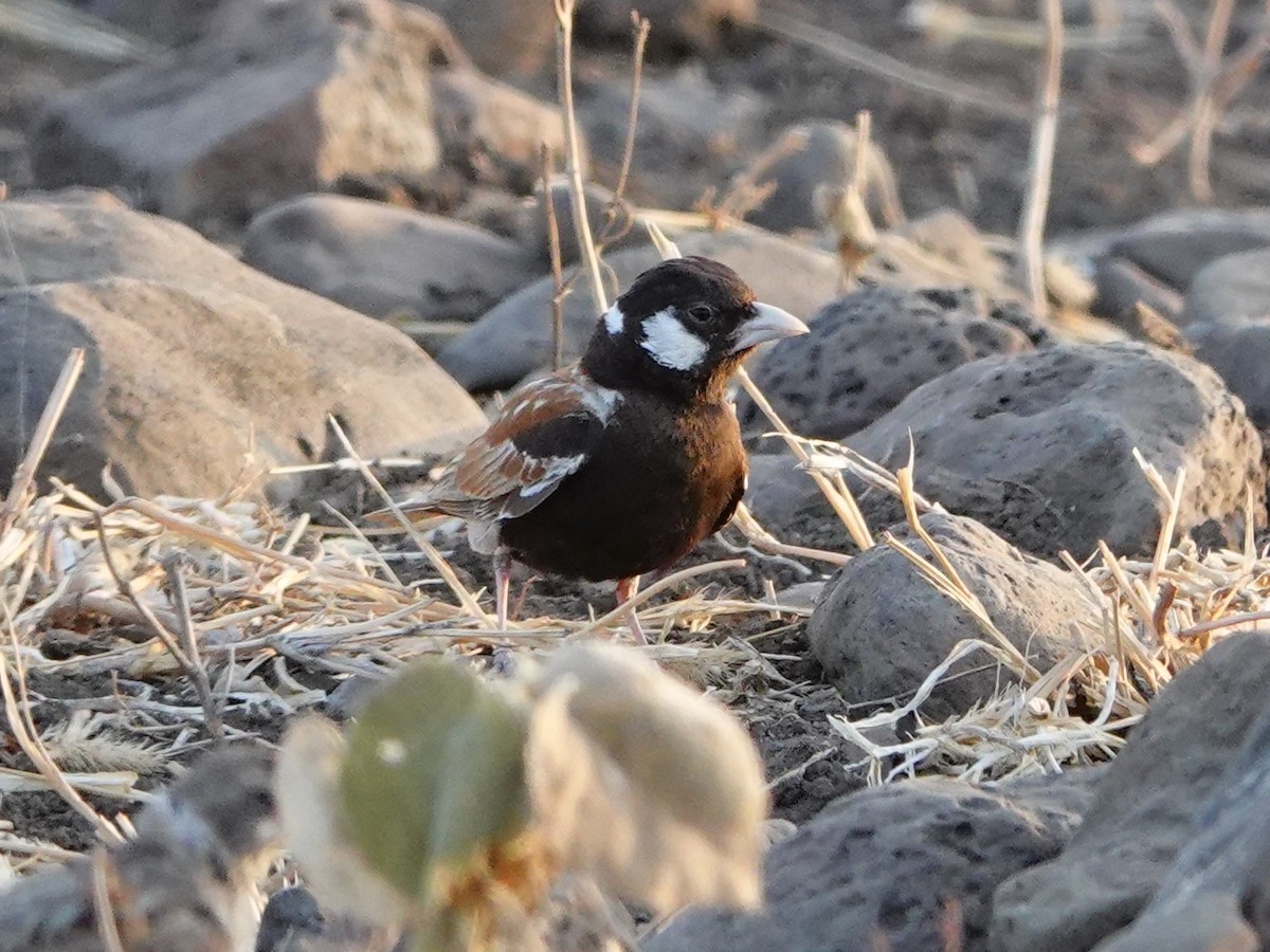 skřivan bělouchý - ML652171928