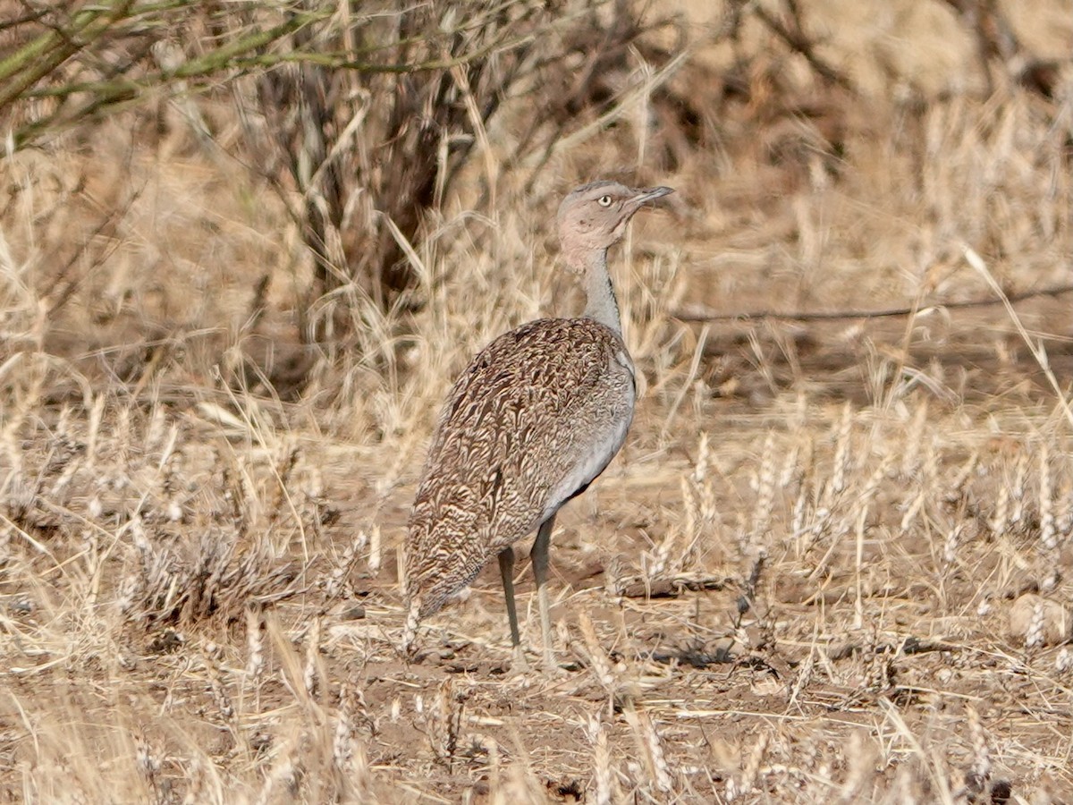 Buff-crested Bustard - ML652172042