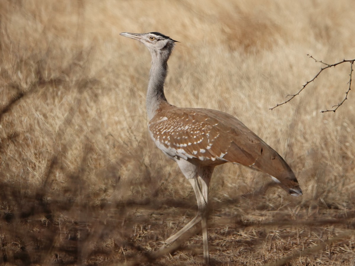 Arabian Bustard - ML652172047