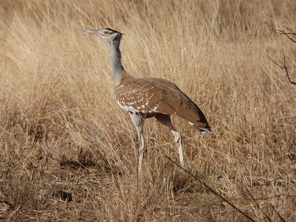 Arabian Bustard - ML652172048