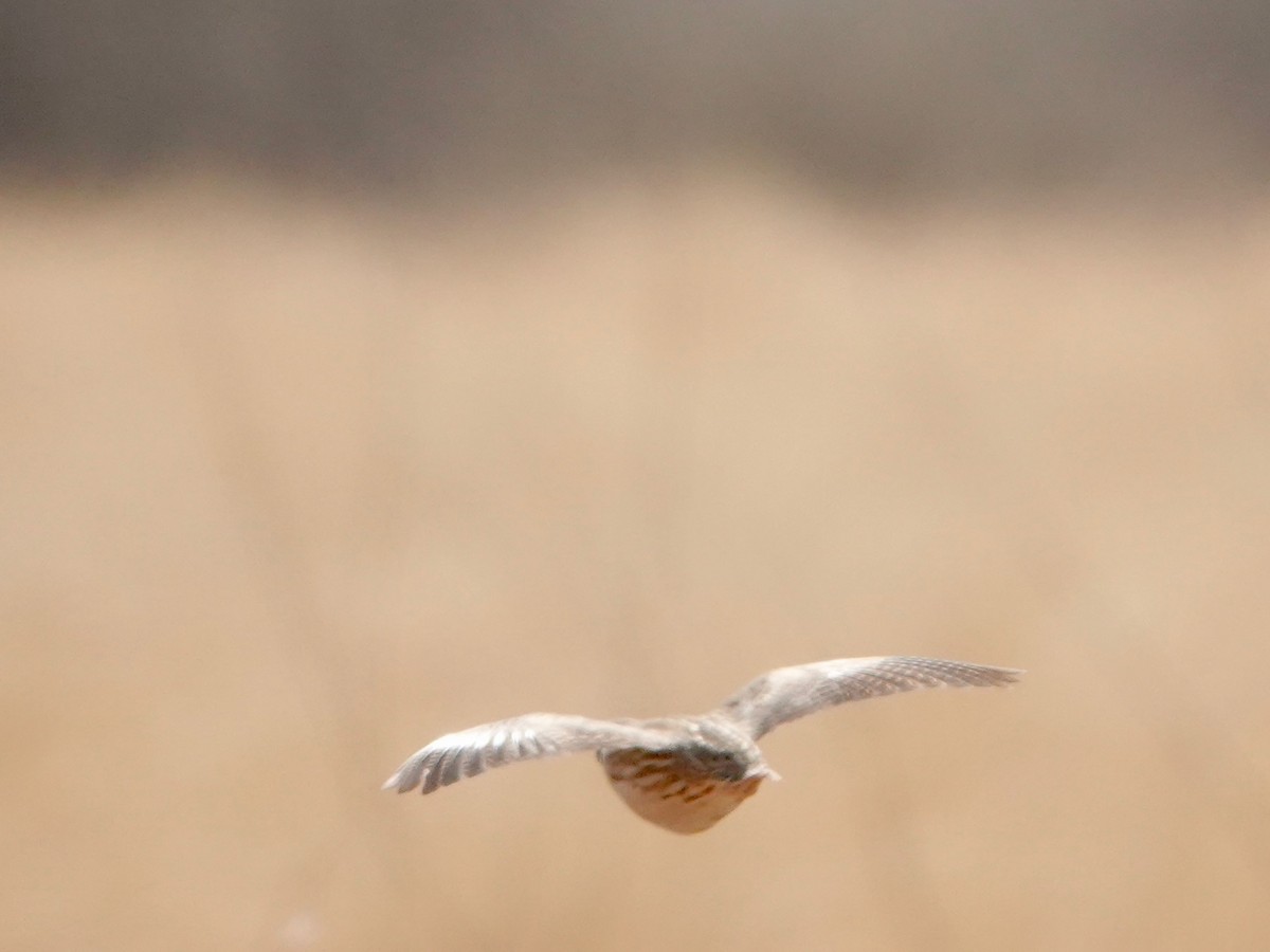 Quaglia - ML652172056