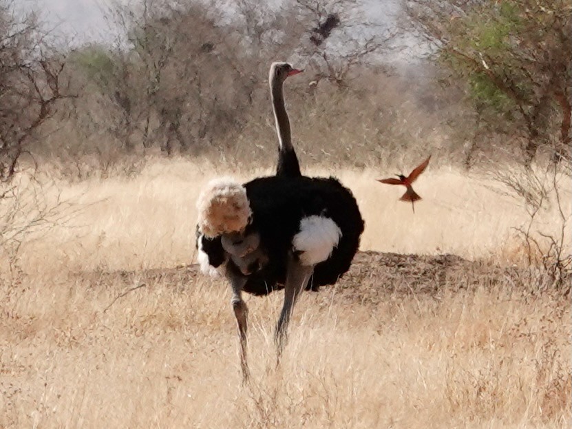 Somali Ostrich - ML652172085