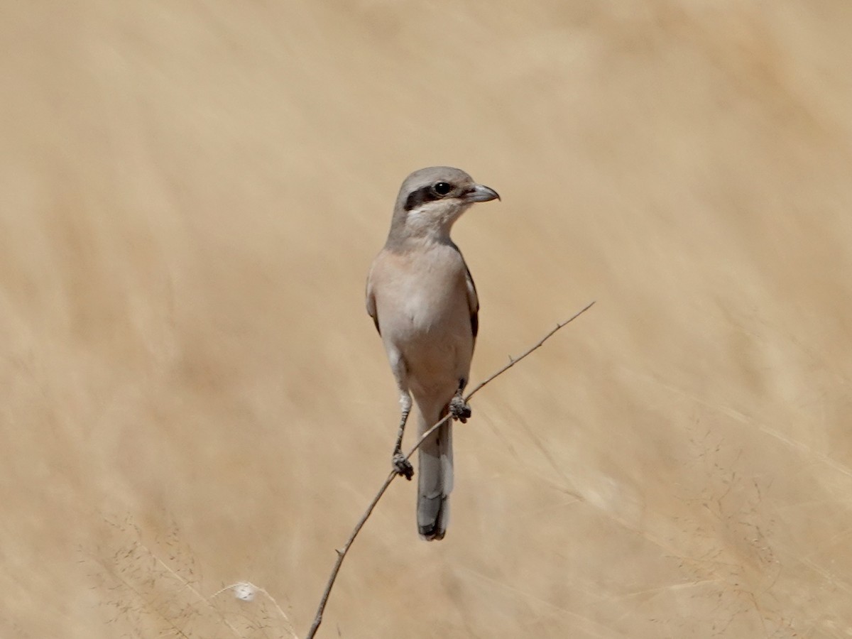 Averla maggiore - ML652172107