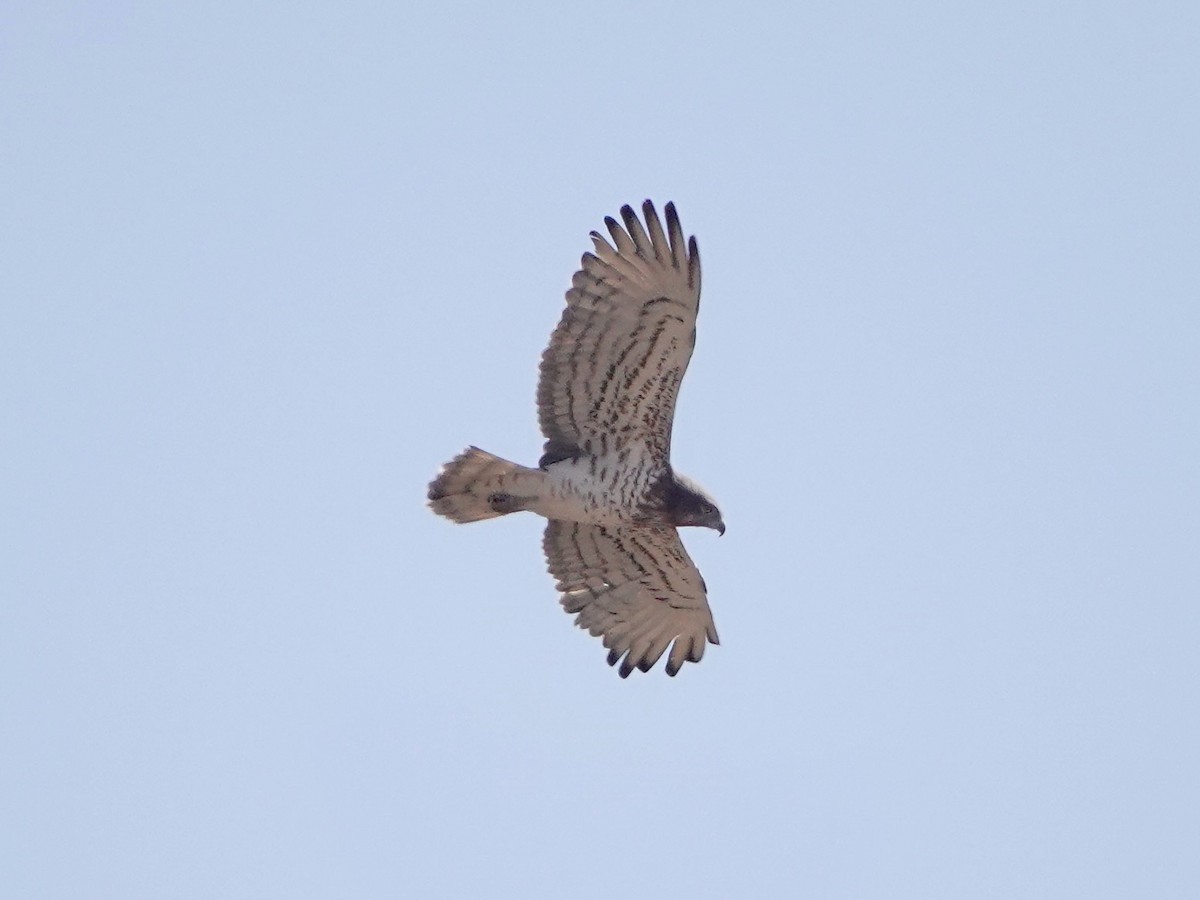 Biancone - ML652172117