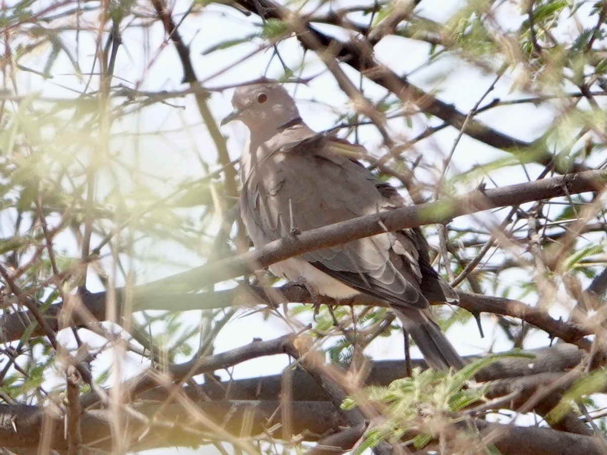 Tortora dal collare africana - ML652172138