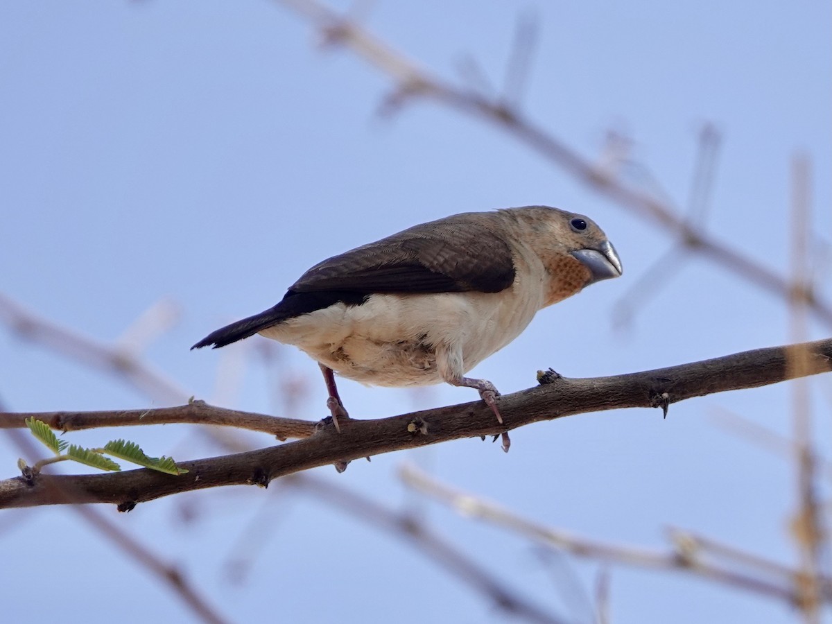African Silverbill - ML652172154
