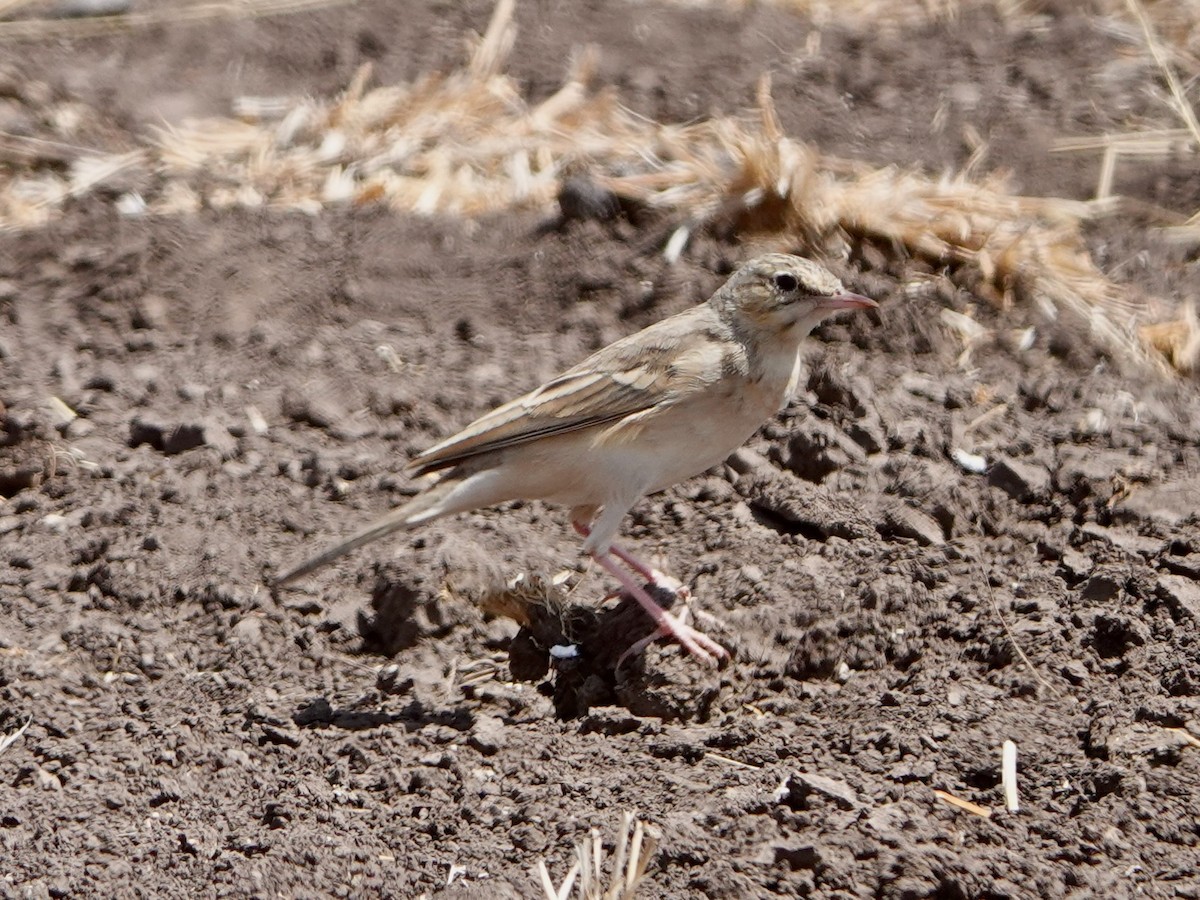 Calandro - ML652172173