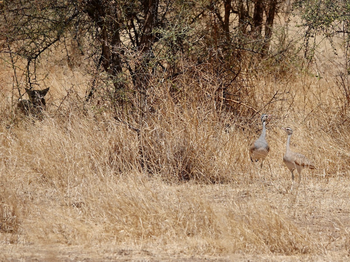 White-bellied Bustard - ML652172182