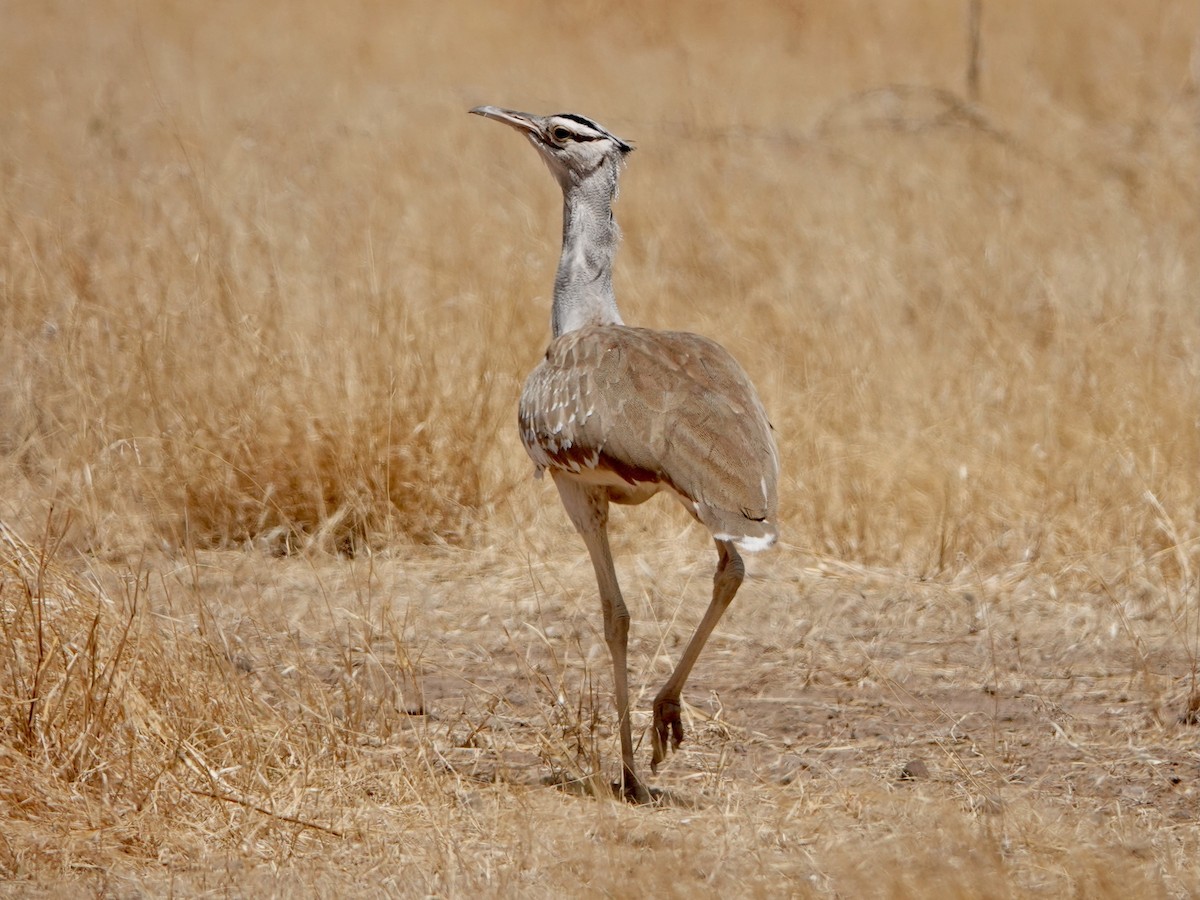 Arabian Bustard - ML652172188