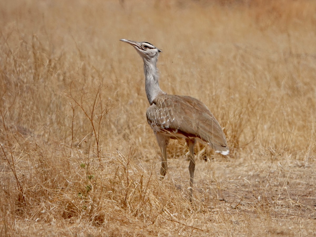 Arabian Bustard - ML652172189