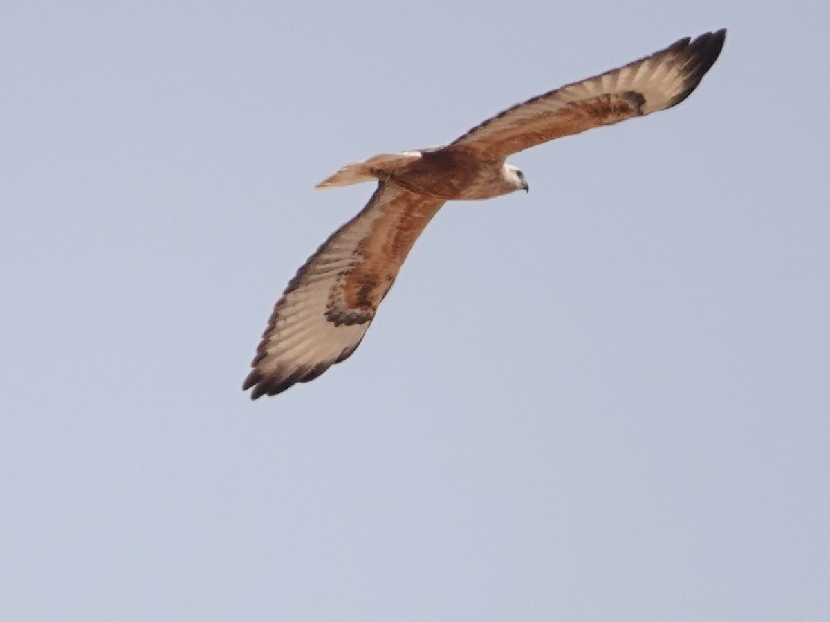 Poiana codabianca - ML652172213