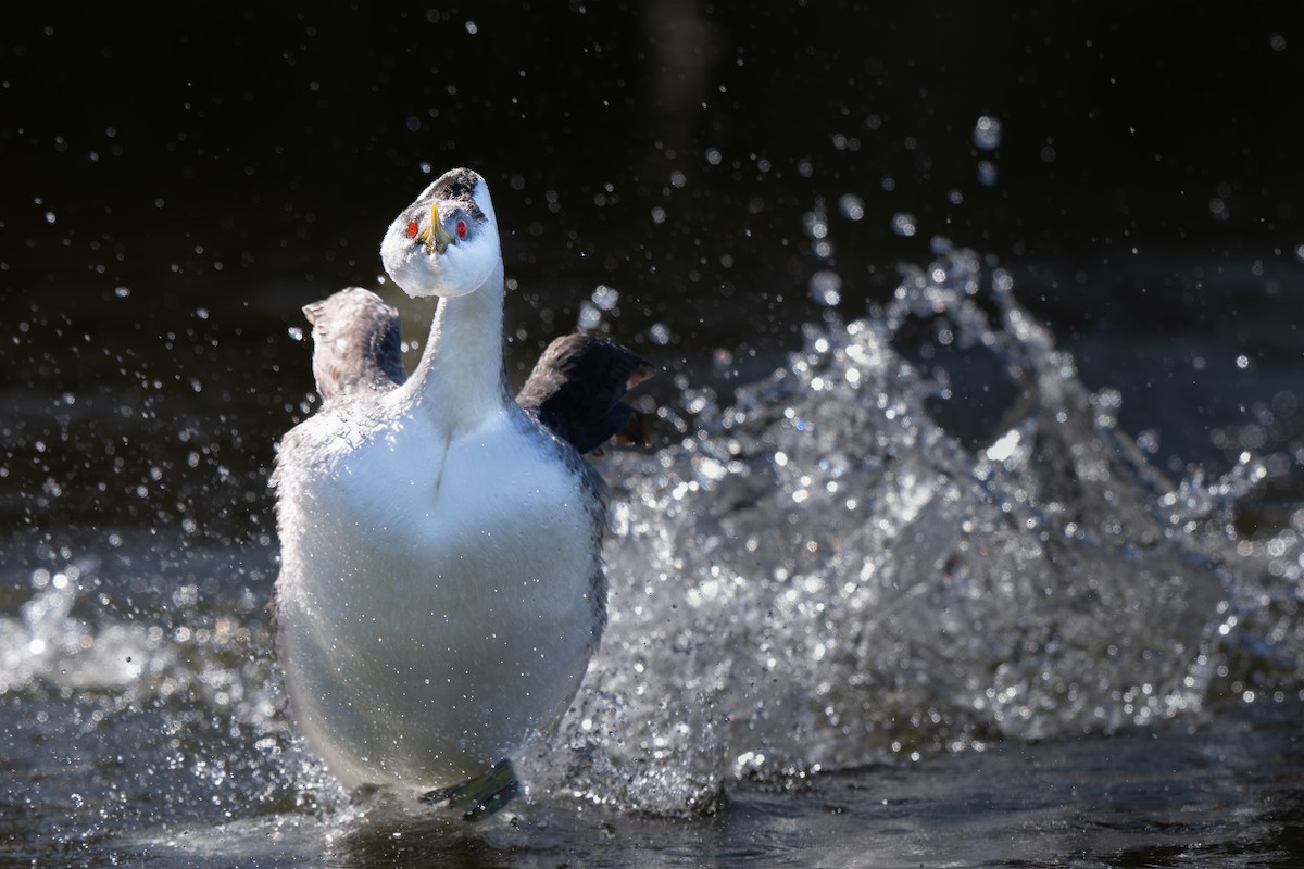 Western Grebe - ML652172591